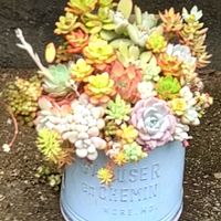 多肉植物 寄せ植え,嫁入り娘,ブルーエルフ,多肉植物いろいろ,多肉植物の画像
