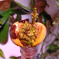 アボカド,植物のある暮らし,植中毒,でけたしこ園芸,その他部屋の画像