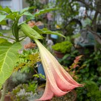 エンジェルストランペット,鉢植えの画像
