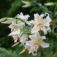 ユリ,ユリ,ヤマユリ,ヤマユリ,花のある暮らしの画像