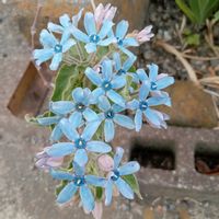 ブルースターの画像
