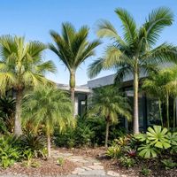 ヤシの木,観葉植物,ヤシ, ヤシの木,耐寒ヤシの画像