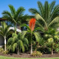 ヤシの木,観葉植物,ヤシ, ヤシの木,耐寒ヤシの画像