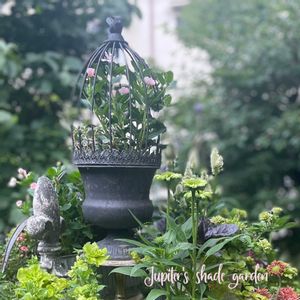ミラモネ,ニチニチソウ　ミラモネ,寄せ植え,ナチュラルガーデン,ジャンクガーデンの画像