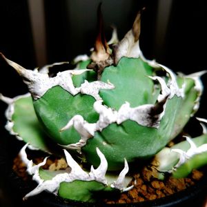 アガベ,アガベ チタノタ,アガベ チタノタ シーザー,多肉植物,観葉植物の画像