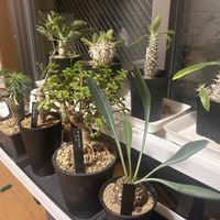 ユーフォルビア 鉄甲丸,センナ・メリディオナリス,多肉植物,塊根植物,塊根植物のある暮らしの画像