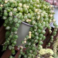 グリーンネックレス,ルビーネックレス,白檀,斑入りグリーンネックレス,多肉植物の画像