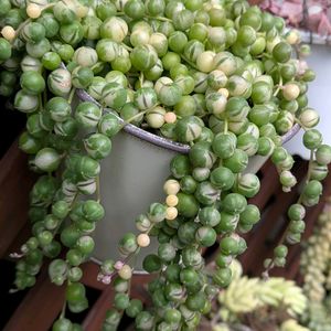 グリーンネックレス,ルビーネックレス,白檀,斑入りグリーンネックレス,多肉植物の画像