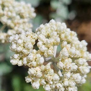 ヘリクリサム,常山アジサイ 碧の瞳,トキワアジサイ,鉢植え,明るい日陰の画像