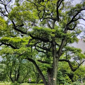 タブノキ,東京の画像