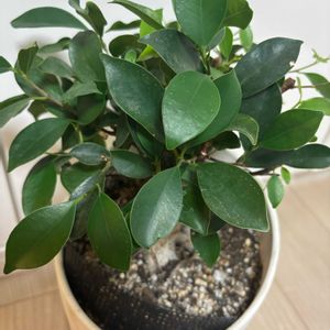 ガジュマル,観葉植物,成長記録,リビング・ダイニングの画像