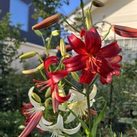 ユリ,シャンデリアリリー,今日のお花,小さな庭の画像