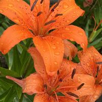 ユリ,球根植物,多年草,ユリ科,お散歩中の画像