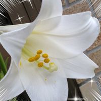 ユリ,スカシユリ,高砂百合,テッポウユリ,タカサゴユリの画像