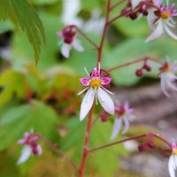 サボテン,ユキノシタ,サボテンの花,花のある暮らし,多肉のある暮らしの画像