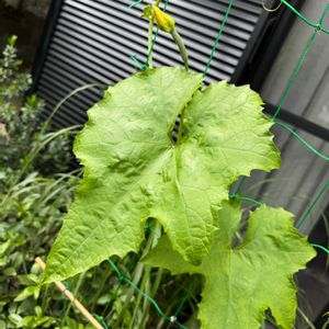 斑入りアサガオ,糸瓜,グリーンカーテン,つる性植物,葉っぱの画像