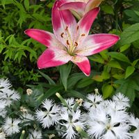 ユリ,ユリ,カワラナデシコ,カワラナデシコ,カワラナデシコの画像