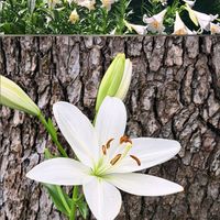 ユリ,テッポウユリ,ササユリ,感謝,いつもありがとう♡の画像