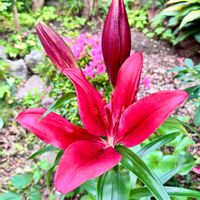 ユリ,ユリ,ユリ,今日のお花の画像