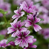 ウスベニアオイ,ウスベニアオイ,ハーブ,帰化植物,今日のお花の画像