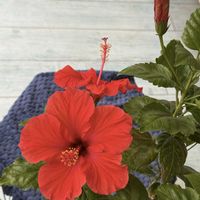 ハイビスカス,ハイビスカス,ブルースター,ひよこ豆,アメリカデイゴの画像