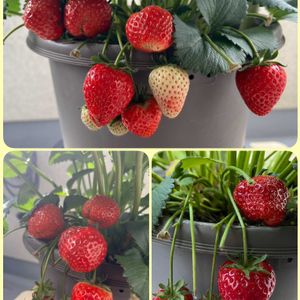 イチゴ,四季なりイチゴ,四季なりイチゴ,ニンニク,プランター野菜の画像