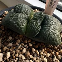 多肉植物,鉢植え,ガステリア,室内栽培の画像