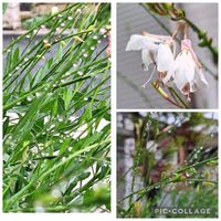 ガウラ,コンボルブルス,コンボルブルス,ハツユキカズラ,いつもありがとう♡の画像