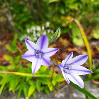 トリテレイア,トリテレイア,紫陽花　ラグランジア　ブライダルシャワー,感謝,しあわせ運べるようにの画像