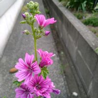 バイカウツギ,タチアオイ,ゼニアオイ,ウスベニアオイ,花言葉の画像
