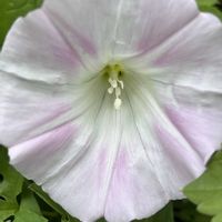 ヒルガオ,ピンクの花,今日も元気で,今日も笑顔で♡,ピンクワールドへ ようこその画像