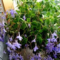 ストレプトカーパス,ストレプトカーパス,紫陽花,薔薇,ウチワ サボテンの画像