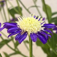 ミヤコワスレ,ミヤコワスレ,癒し,パープル,紫色の花の画像