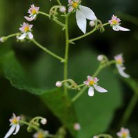 ユキノシタ,山野草,山野草大好きの画像