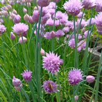 チャイブ,かわいい,可愛い,癒し,今日の一枚の画像