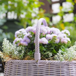 アゲラタム バモス,寄せ植え,夏の花,かわいいな♡,キク科の画像