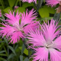 カワラナデシコ,お花,河原撫子,お出かけ先の画像