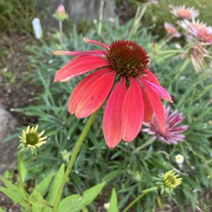 エキナセア,エキナセア,可愛い〜♡,花のある暮らし,癒し…♡の画像