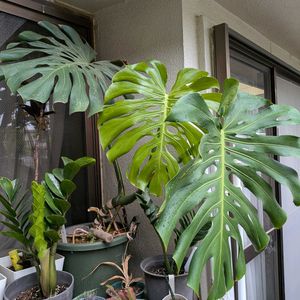 モンステラ,観葉植物,南国戦隊,玄関アプローチの画像