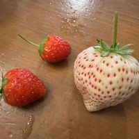 イチゴ,キュウリ,ミニトマト,インゲンの画像