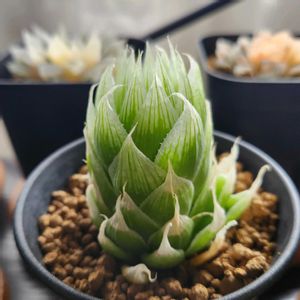 ハオルチア ロックウッディ,観葉植物,ハオルチア属,部屋の画像