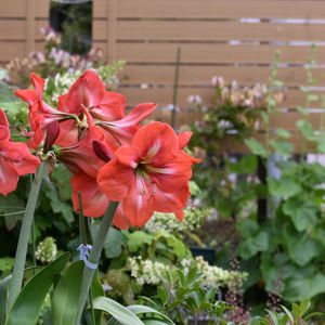 アマリリス,我が家の今日の庭から,玄関アプローチ,庭の画像