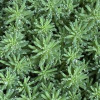 セダム,ボケ,ボケの実,セダム パリダム,多肉植物の画像
