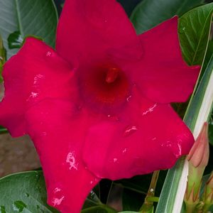 寄植え,ハンギング,あっ火曜日,小さな庭,玄関アプローチの画像