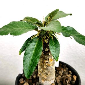 ドルステニア・フォエチダ,観葉植物,塊根植物,ドルステニア属,部屋の画像
