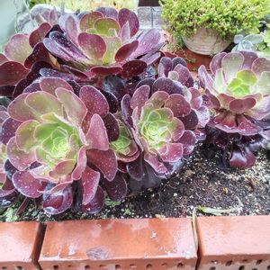 黒法師,多肉植物,地植え,多肉大好き,可愛いの画像