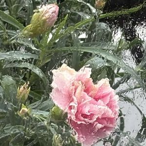 窓辺,小さな庭の画像