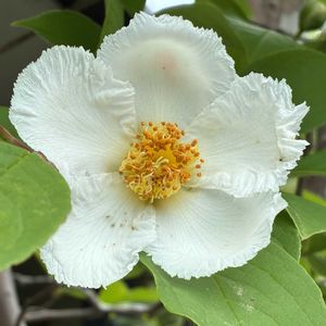 アジサイ,ゼラニウム,ナツツバキ,ｸﾁﾍﾞﾆｼﾗﾝ,ゴデチア（色待宵草）の画像