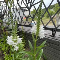 ハナトラノオ,白いお花,フェンス沿いのお花の画像