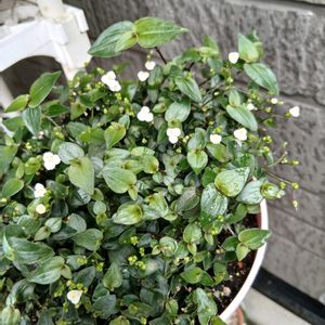 鉢植え,花のある暮らし,玄関前,楽しみです,壁天井の画像